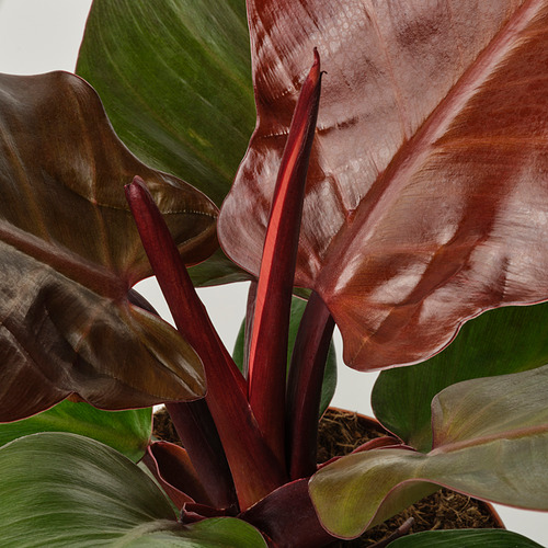 PHILODENDRON, potted plant