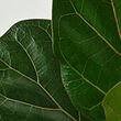 FICUS LYRATA BAMBINO