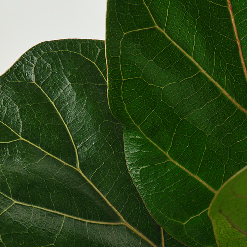 FICUS LYRATA BAMBINO, potted plant