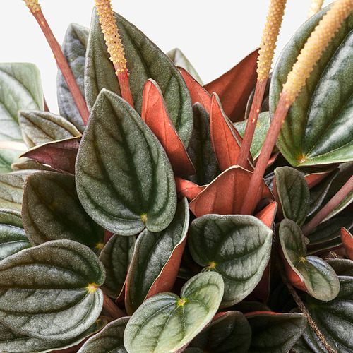 PEPEROMIA, pottaplanta