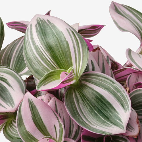 TRADESCANTIA, potted plant