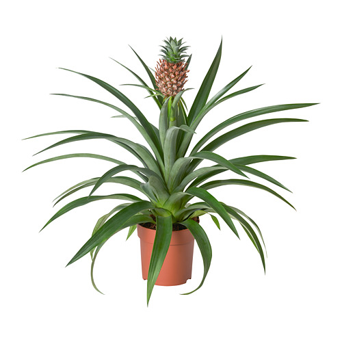 ANANAS, pottaplanta