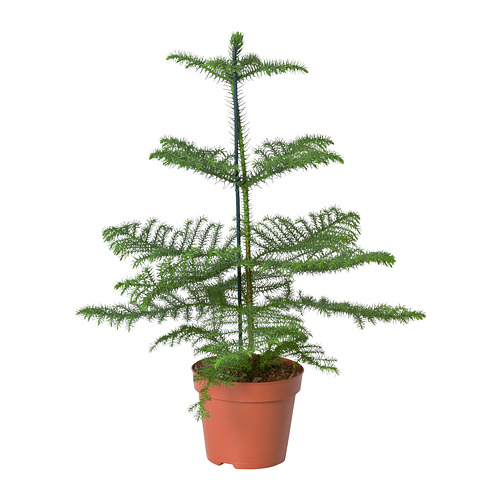 ARAUCARIA, pottaplanta