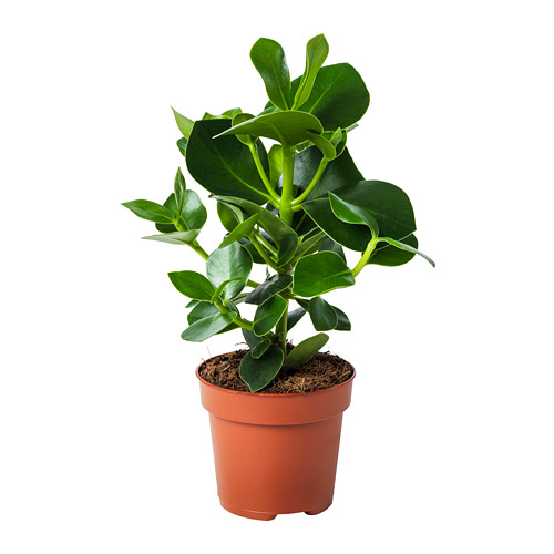 CLUSIA potted plant