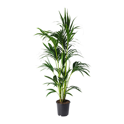 HOWEA FORSTERIANA, potted plant