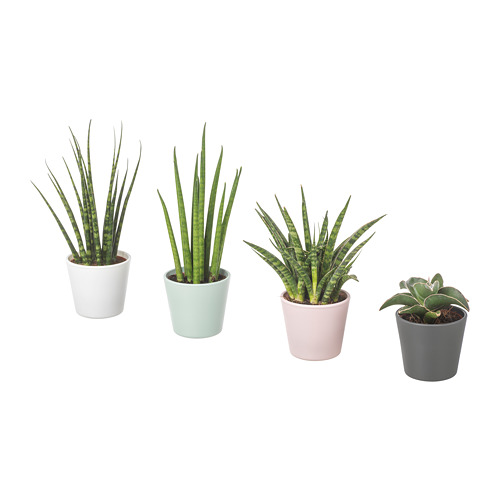 SANSEVIERIA, potted plant with pot