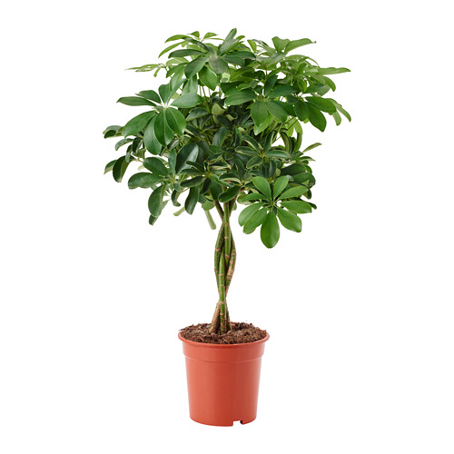 SCHEFFLERA ARBORICOLA, potted plant