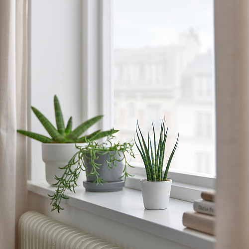 SANSEVIERIA, potted plant with pot