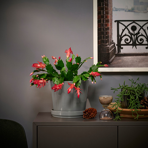 SCHLUMBERGERA, potted plant