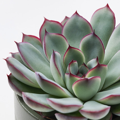 SUCCULENT, potted plant with pot