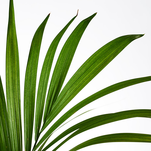 HOWEA FORSTERIANA, potted plant