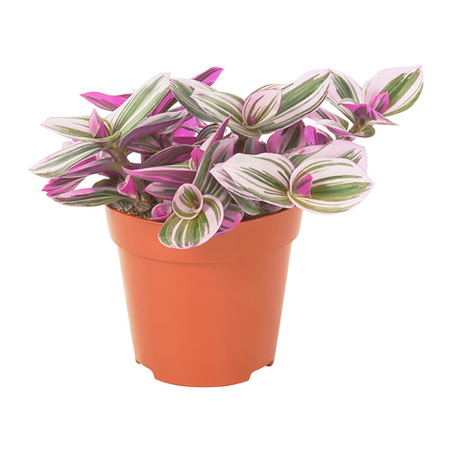 TRADESCANTIA, potted plant