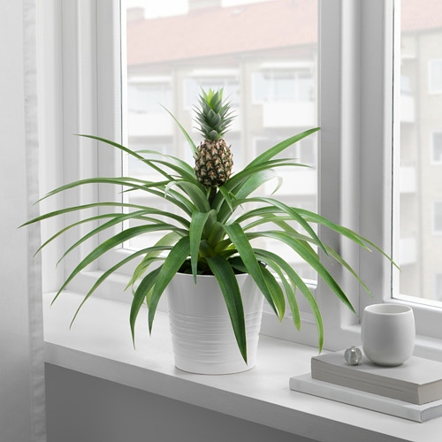 ANANAS, pottaplanta