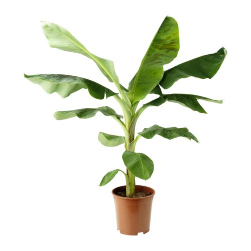 MUSA ORIENTAL potted plant