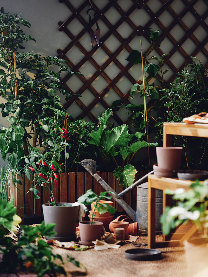 Growing plants inside and outdoors